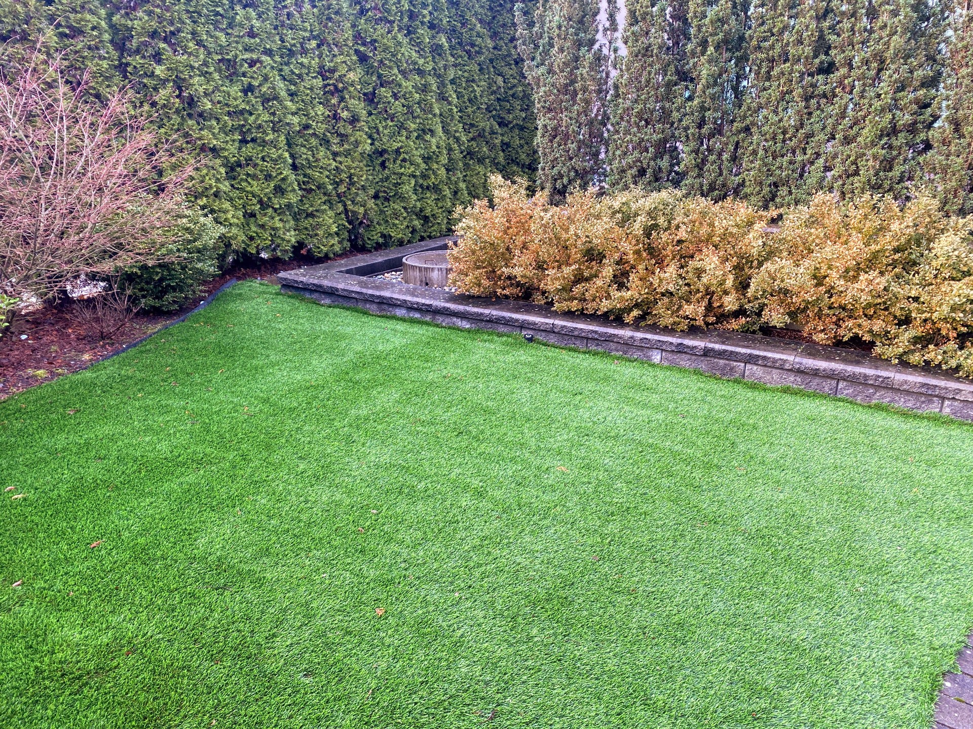 A beautiful artificial lawn in the front yard with nice shrubs surrounding it