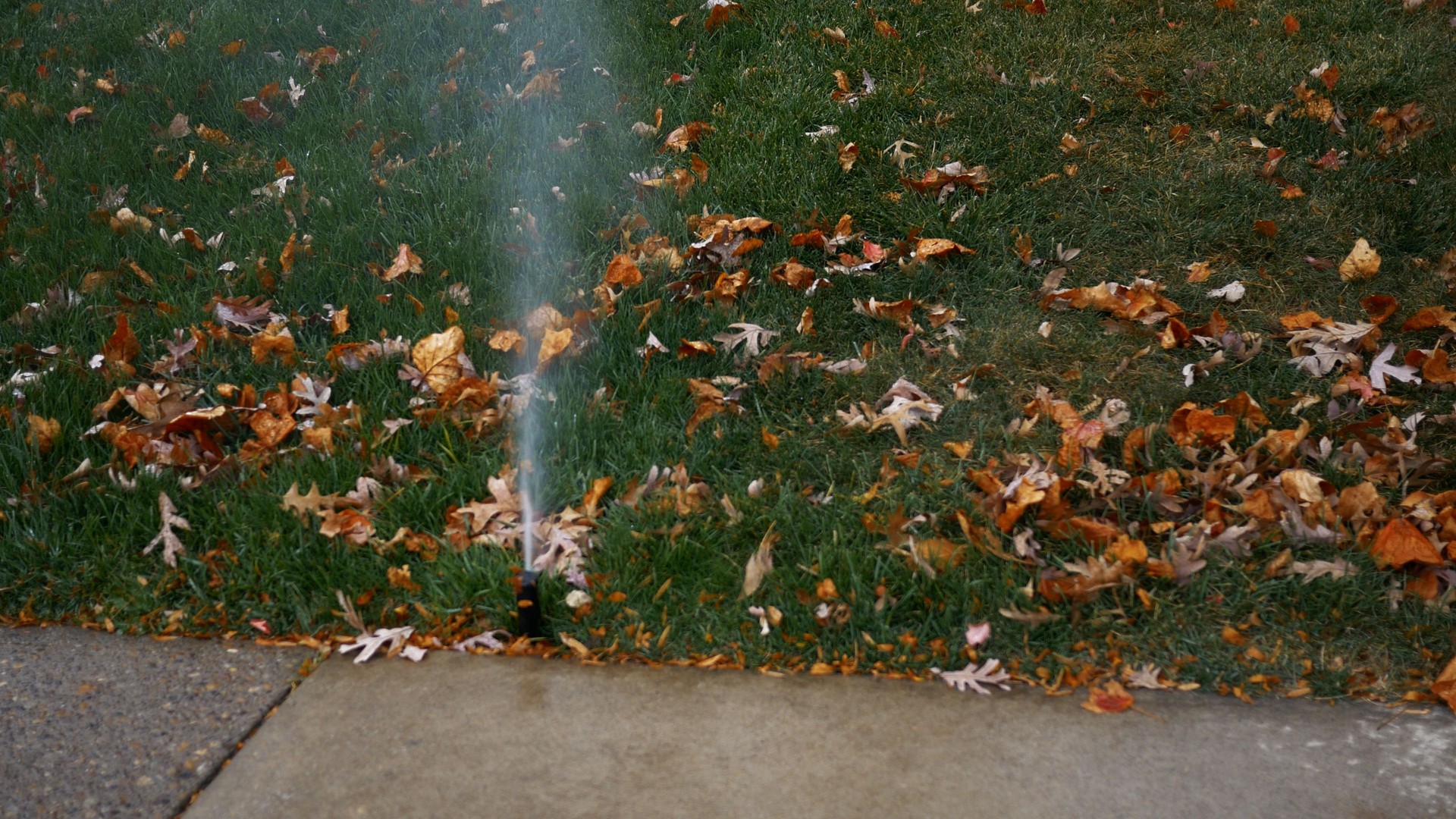 An automatic sprinkler in a lawn in October
