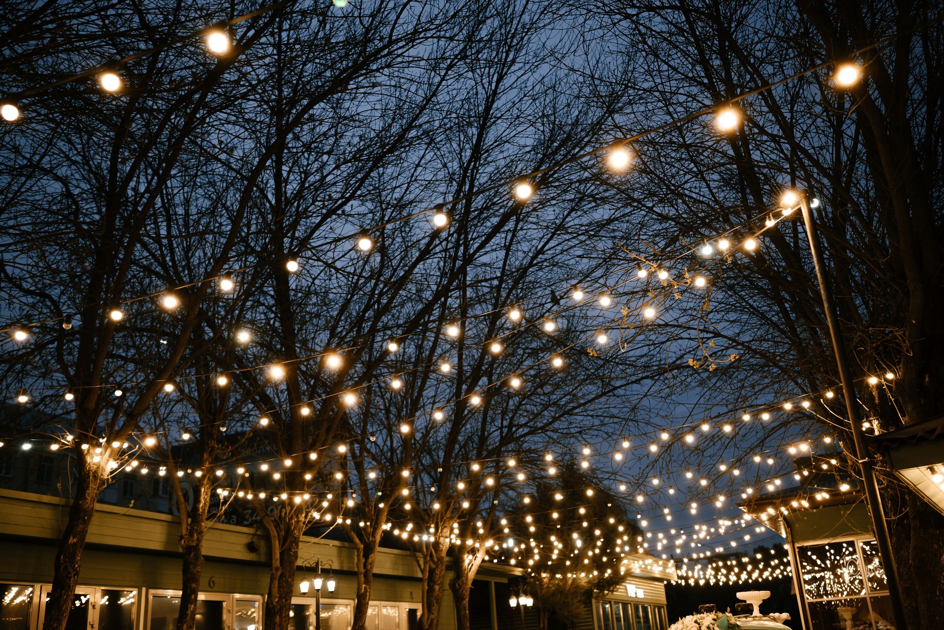 Outdoor String Lights Twinkling in Tree Canopy at Night
